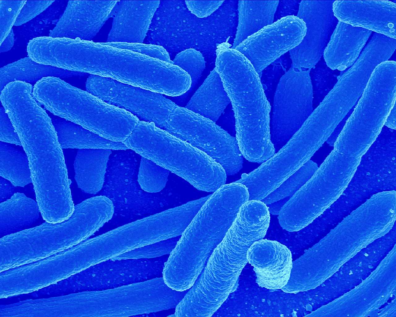 germs bacteria germ disease under things desktop microbiology gram