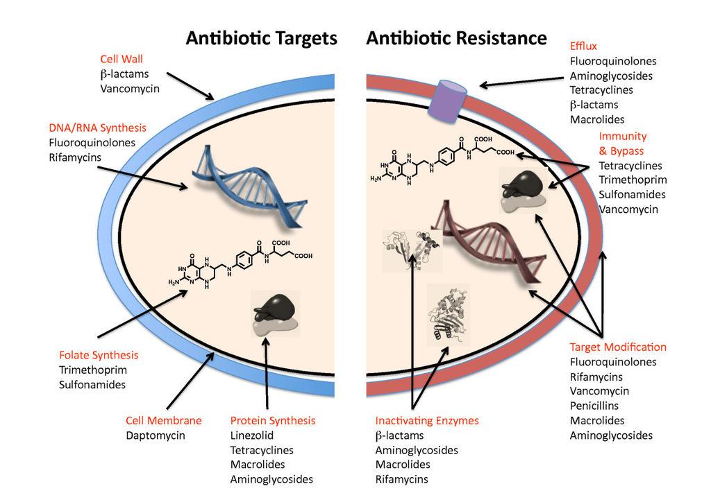 Antibiotic Resistance – It’s Going to Bug You