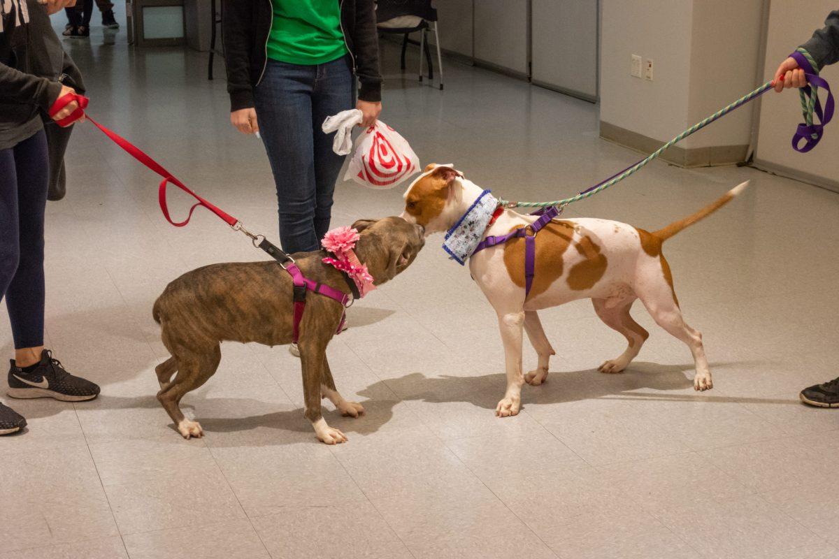 Minds Matter Brings Dogs to NJIT Again