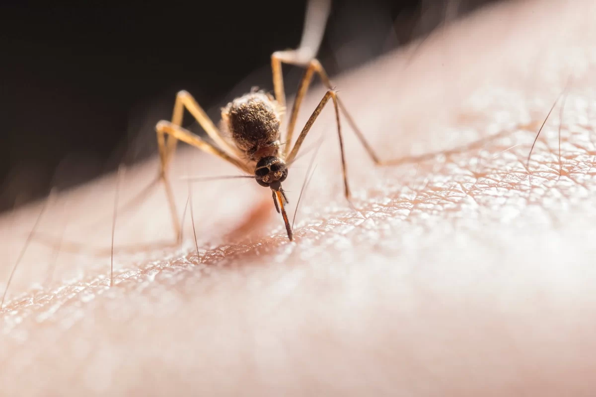 The War against Mosquitoes Continues