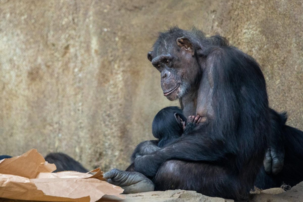 Science Spotlight: Studies Reveal New Theories about Menopause in Primates