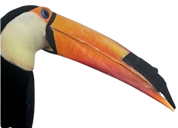 Wico the Toucan, after receiving a new prosthetic beak made by members of the NJIT Prosthetics Club